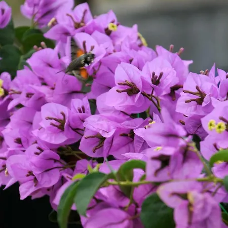 Kovacic Apartamento Murter