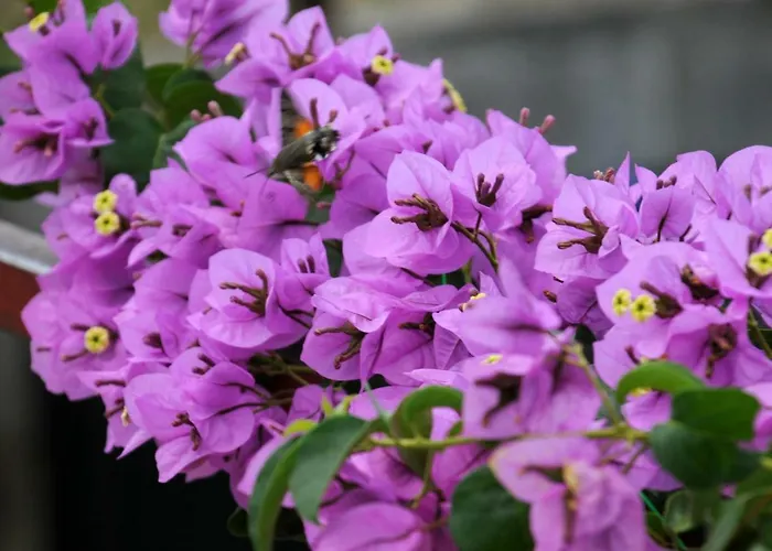 Kovacic Apartamento Murter